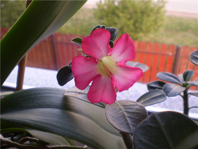 adenium